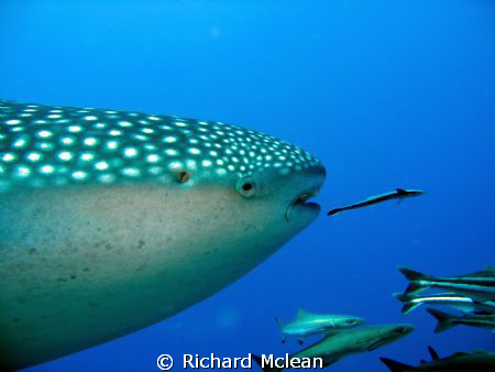 Whale shark and remora by Richard Mclean 