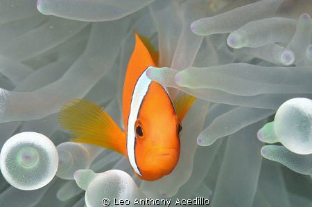 Anemone Fish by Leo Anthony Acedillo 