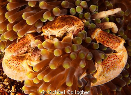 Porcelain crab tucked into an anemone, Komodo, Indonesia by Michael Gallagher 