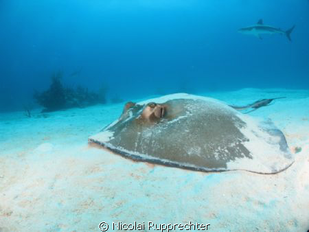 common stingray relaxing in the sand at nassau by Nicolai Rupprechter 