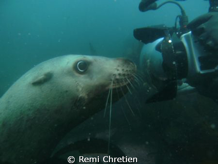 This is one of six Stellar Sea Lions that followed us aro... by Remi Chretien 