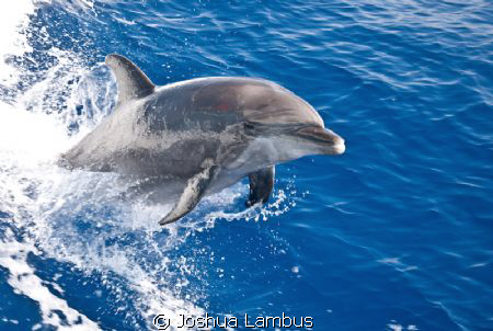 Bottlenose dolphin from the Fairwind II by Joshua Lambus 