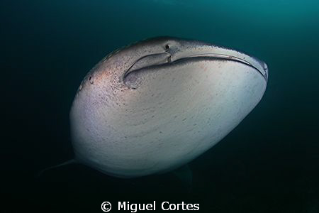 Whale shark. by Miguel Cortes 