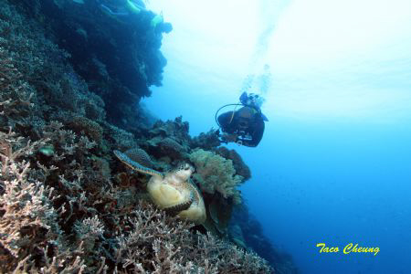 Turtle and Diver @ Apo Island by Taco Cheung 