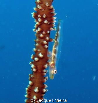 Goby on whip coral by Jacques Vieira 