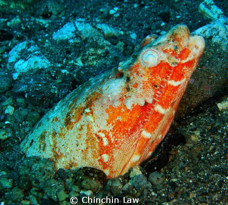 The deadly look....Reptilian snake eel @Alor by Chinchin Law 