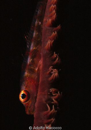Goby on whip coral by Adolfo Maciocco 