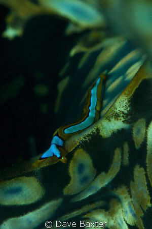 nudi crawling along a giant clam by Dave Baxter 
