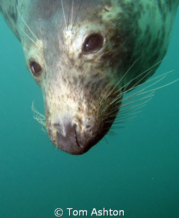 a friendly seal at Eyemouth, east Scotland. canon g11, ys... by Tom Ashton 