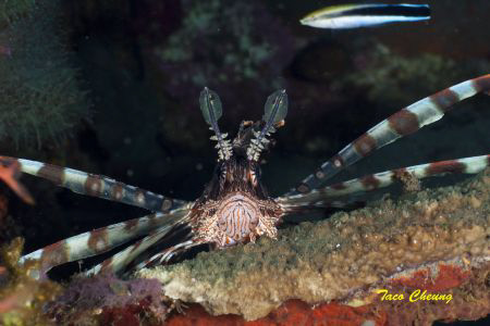 Lionfish @ Dumaguete by Taco Cheung 