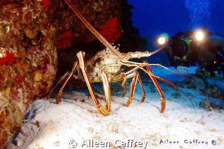 Rather Large Lobster, Cozumel by Aileen Caffrey 
