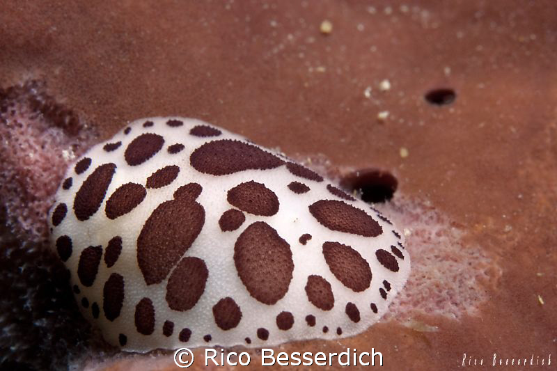 Leopard Sea-Slug. Turkey, Mediterenean by Rico Besserdich 