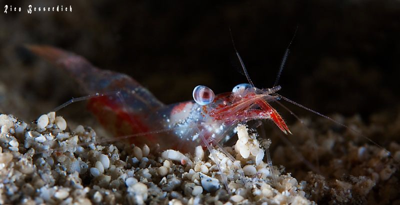 Shrimp ( 1,5 cm ) at night. CANON 40D, 60mm makro lens wi... by Rico Besserdich 