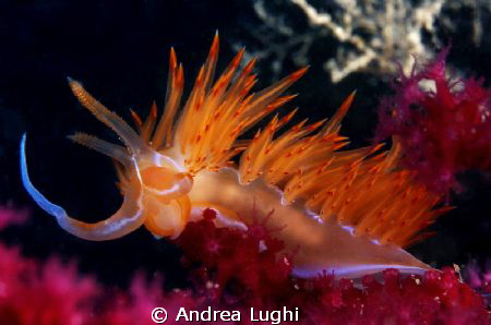 Dondice banyulensis, near Elba Island. This is the bigges... by Andrea Lughi 