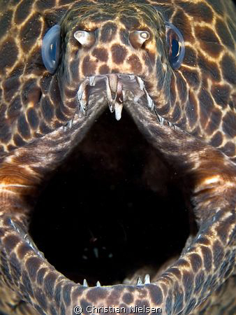 Honeycomb moray getting a cleaning. Seraya. Olympus E330,... by Christian Nielsen 