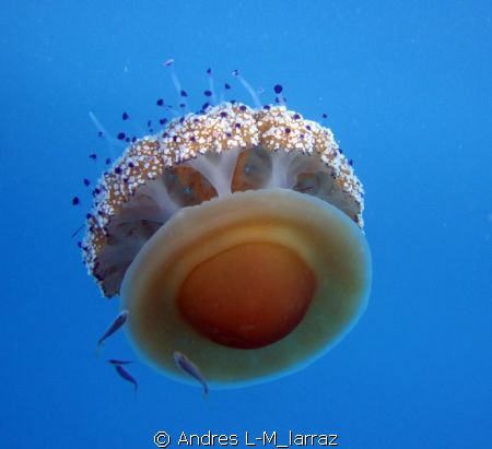 cotylorhiza tuberculata/ Fried egg jelly!!!! by Andres L-M_larraz 