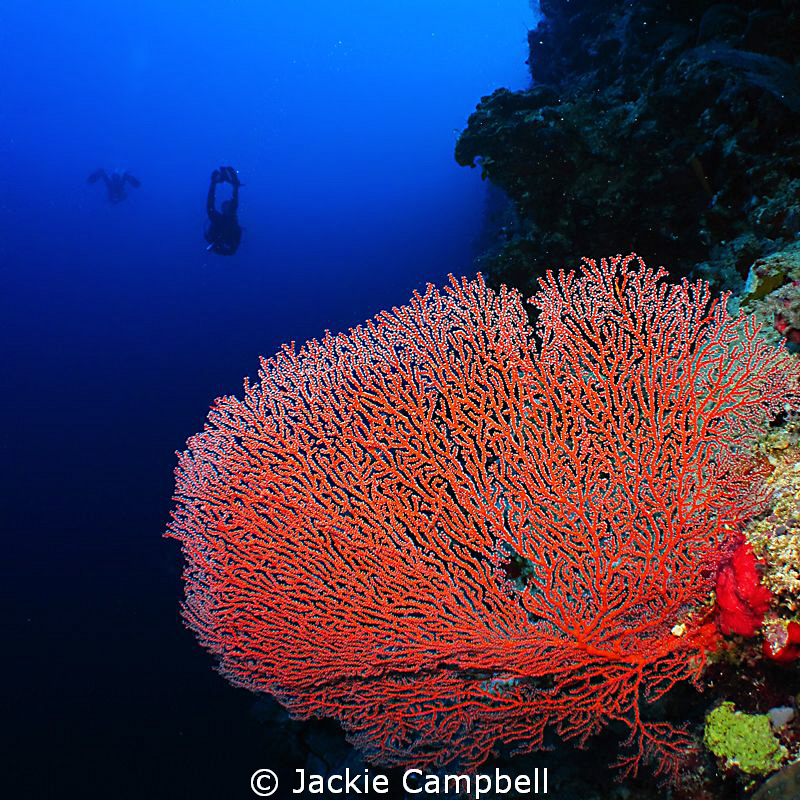 Red sea fan with my dive buddy.
Canon Ixus 100, fisheye ... by Jackie Campbell 