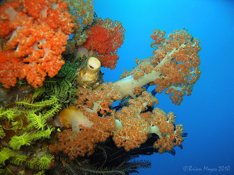 Soft corals at "Yellow Wall", Rinca by Brian Mayes 