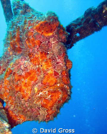 The frogfish always gets a photographers immediate attention by David Gross 
