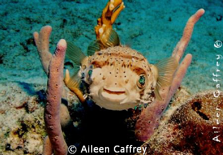Smiley Globefish Cozumel by Aileen Caffrey 