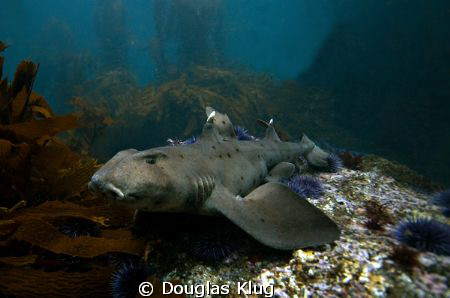 Sleepy Shark. A hornshark rests on top of a reef in the k... by Douglas Klug 