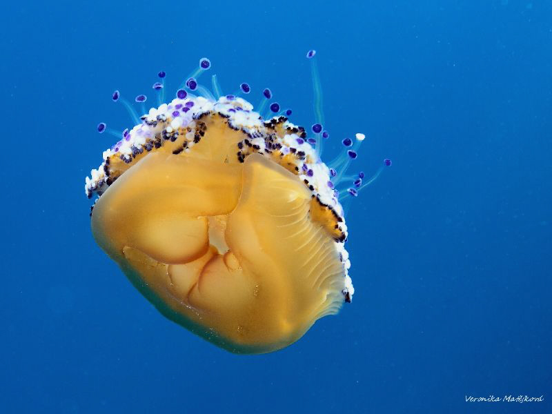 Beautiful medusa, Cotylorhiza tuberculata by Veronika Matějková 