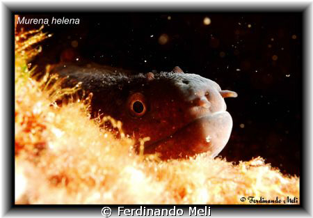 A terrible Murena helena!!! by Ferdinando Meli 