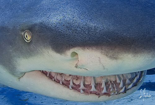 Lemon Sharks swim freely and often like to show their smi... by Steven Anderson 