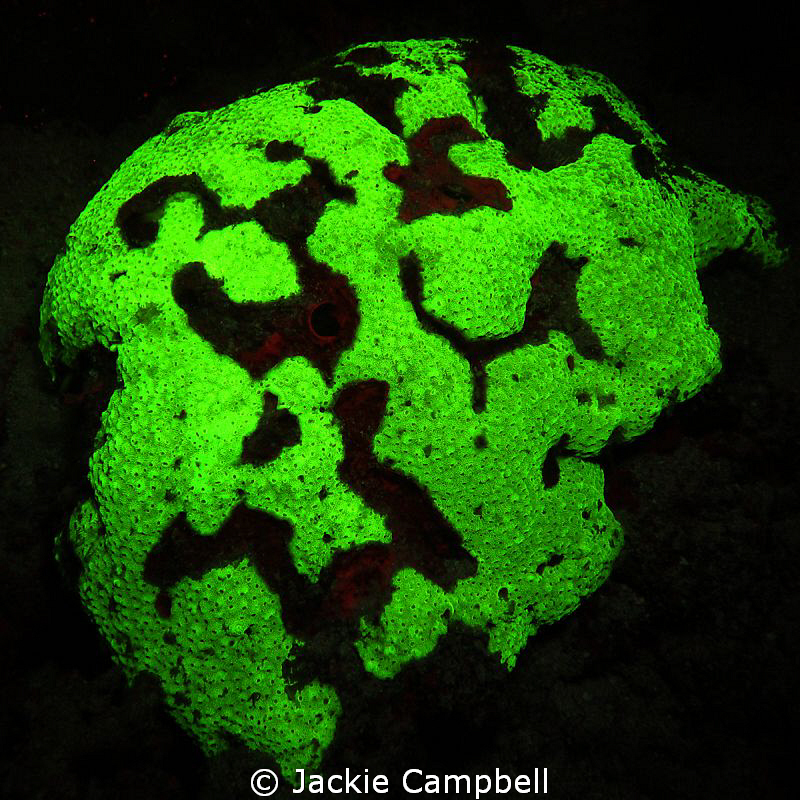 UV excited coral.
First attempts at using uv filters.
I... by Jackie Campbell 