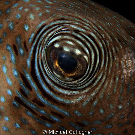 Bullseye!!! Pufferfish eye, night dive, Komodo, Indonesia. by Michael Gallagher 