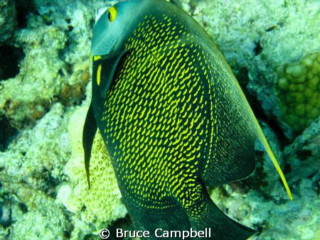 Lighthouse reef near Key west has a substantial abundance... by Bruce Campbell 