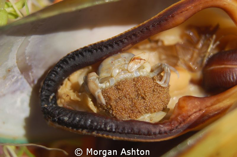 Green Mussel stuffed with crab. Tutukaka, NZ. by Morgan Ashton 