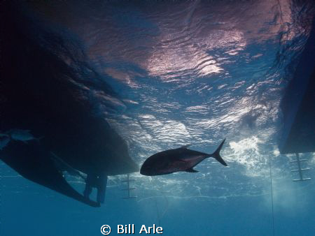 Trevally under the dive boat. by Bill Arle 