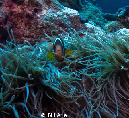 Osprey Reef, Coral Sea.   Canon G-10. by Bill Arle 
