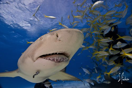 The Lemon Sharks at Tiger Beach patrol constantly and nev... by Steven Anderson 