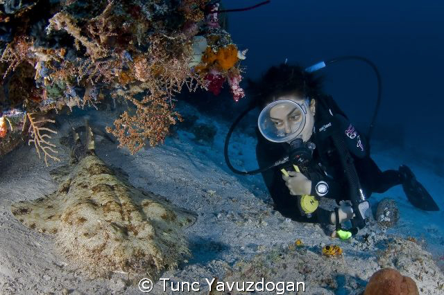 Wobegong and Diver... by Tunc Yavuzdogan 