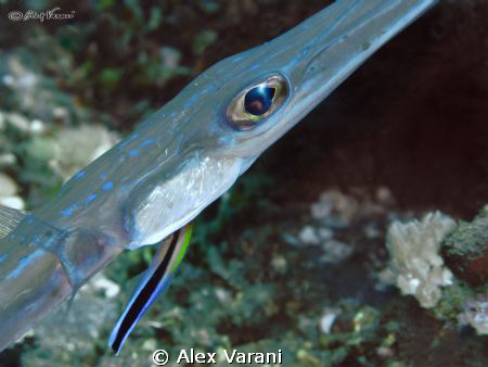 aulostomus chinensis cleaning by Alex Varani 