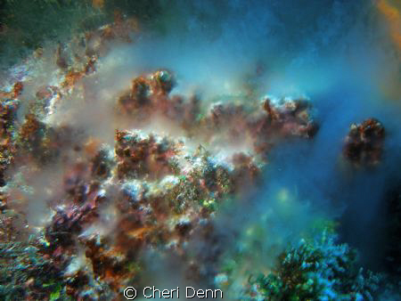 This picture of sponges spawning was taken at the Palanca... by Cheri Denn 