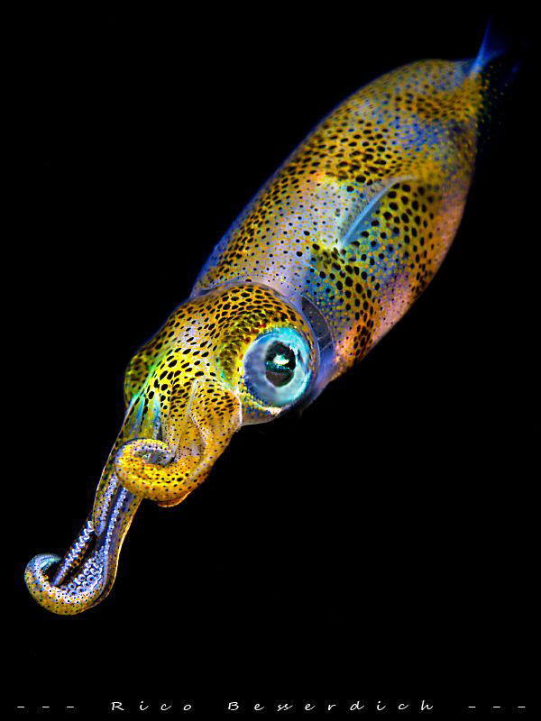 Juvenile Squid in tight frame ( I followed Jackie C's adv... by Rico Besserdich 