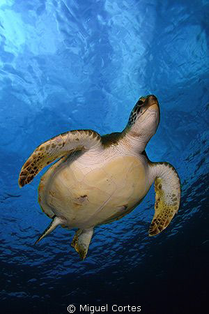 Green turtle. by Miguel Cortes 