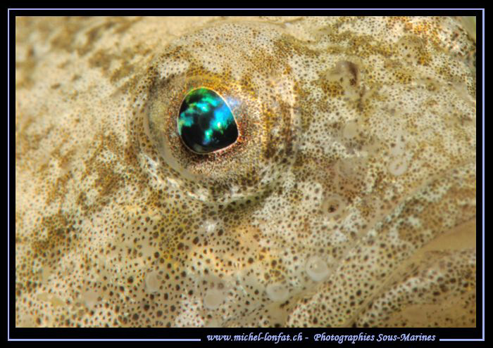 The beautiful eye of a Bullhead, one of my favorite Fresh... by Michel Lonfat 