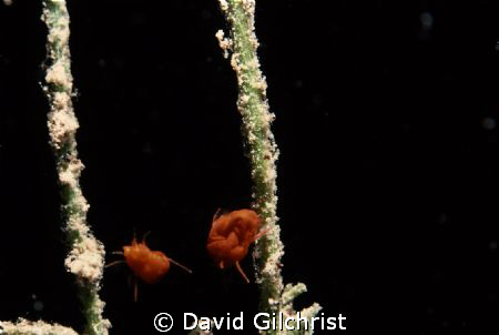 Spider mites, Crawford Lake,Ontario. Original Photo taken... by David Gilchrist 