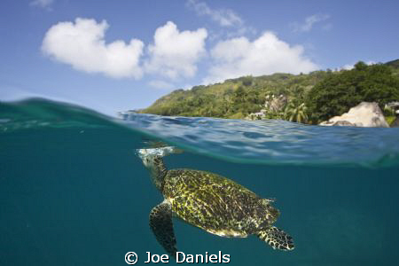 Hawksbill turtle exhaling before breaking the surface - C... by Joe Daniels 