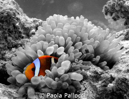 orange clownfish in a b/w world by Paola Pallocci 