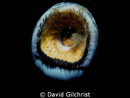 Lamprey Mouth, Taken in the Niagara River with Nikonis Ca... by David Gilchrist 