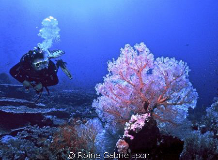 Great visibility, great soft coral. The Red Sea at its' b... by Roine Gabrielsson 