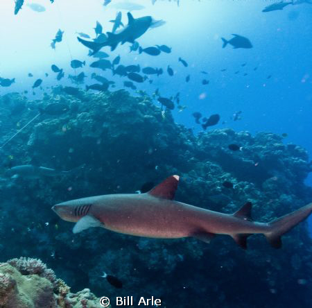Whitetip reef shark at Osprey Reef.  Canon G-10, Ikelite ... by Bill Arle 