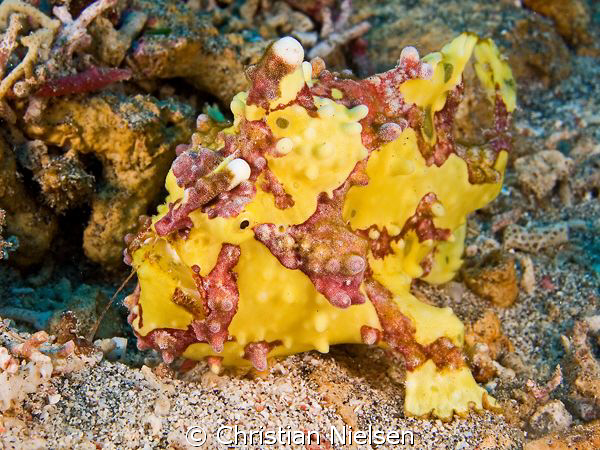 Clown frogfish in Crystal Bay, Nusa Penida. You can see t... by Christian Nielsen 