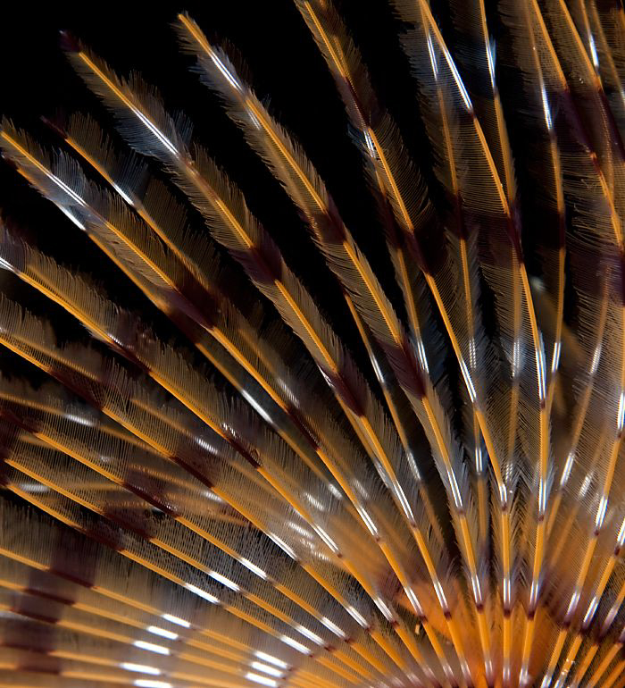 Peacock-Worm closeup by Rico Besserdich 