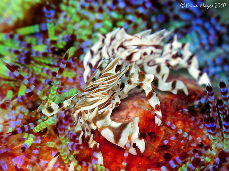 Pair of Zebra Urchin Crabs on top of their Fire Urchin home. by Brian Mayes 